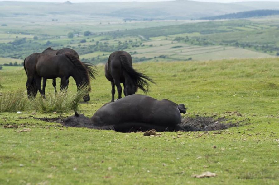 Három fekete ló sáros legelőn