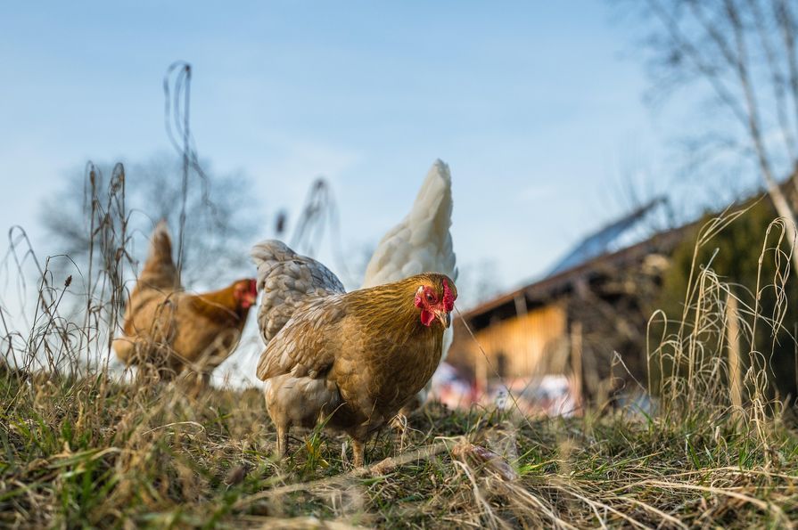 Bekerített kifutó baromfinak