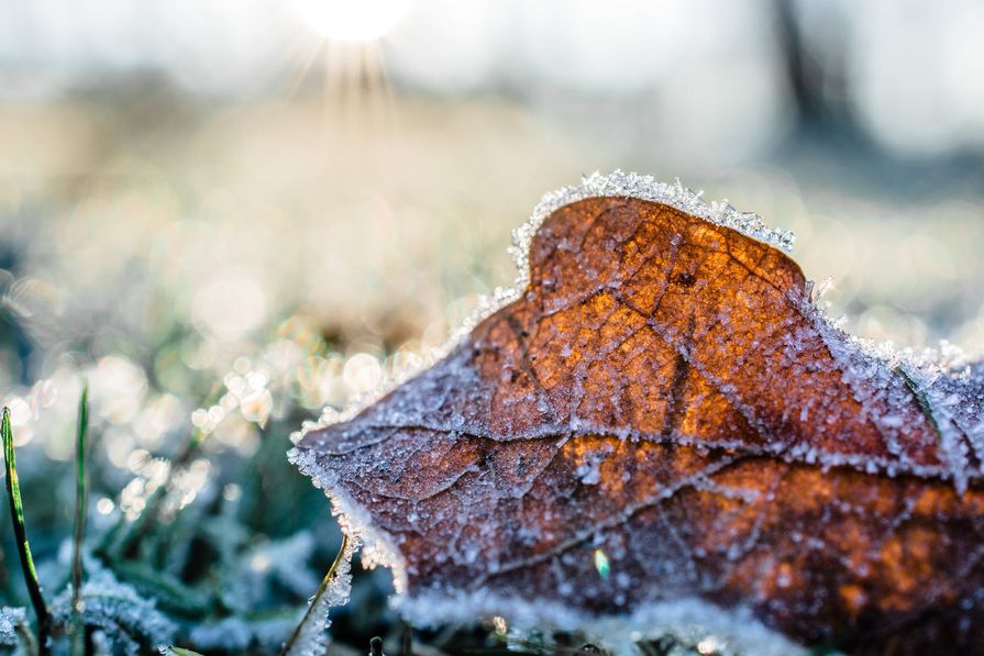 Jégkristályok a leveleken