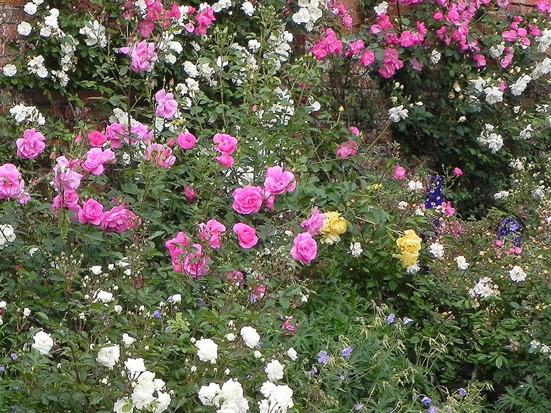 Talajtakaró növények: Climbing rose