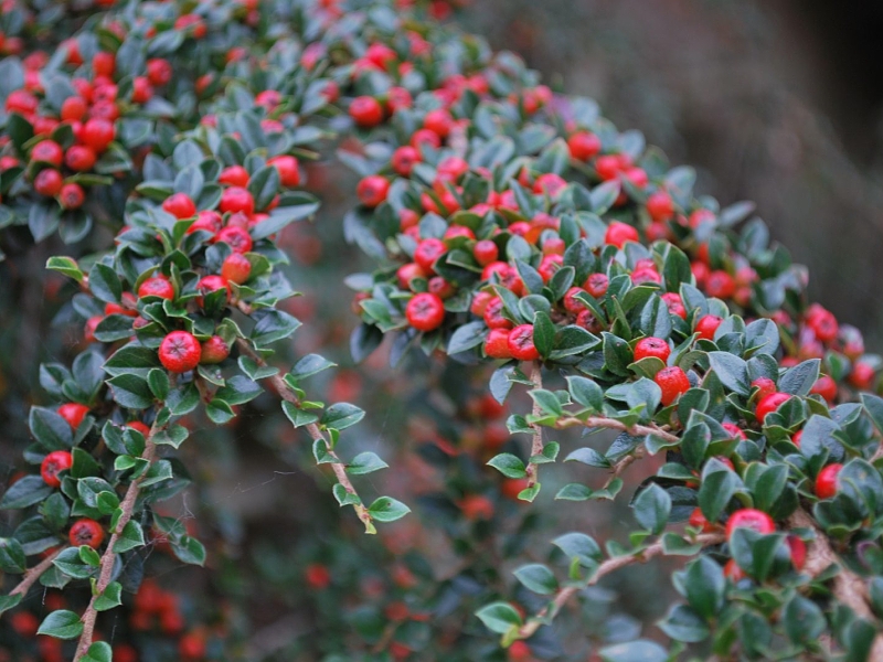 Talajtakaró növények: Cotoneaster