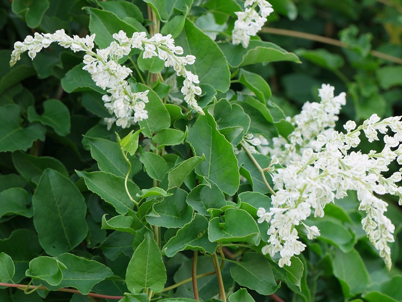 Talajtakaró növények: Fallopia