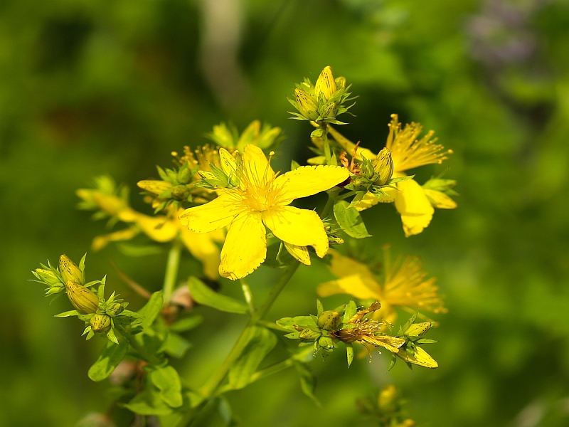 Talajtakaró növények: Hypericum