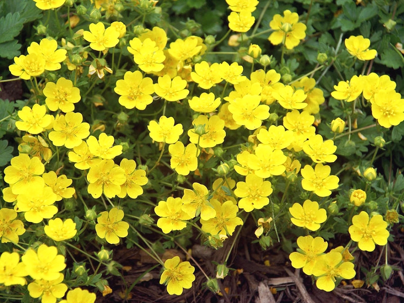 Talajtakaró növények: Potentilla