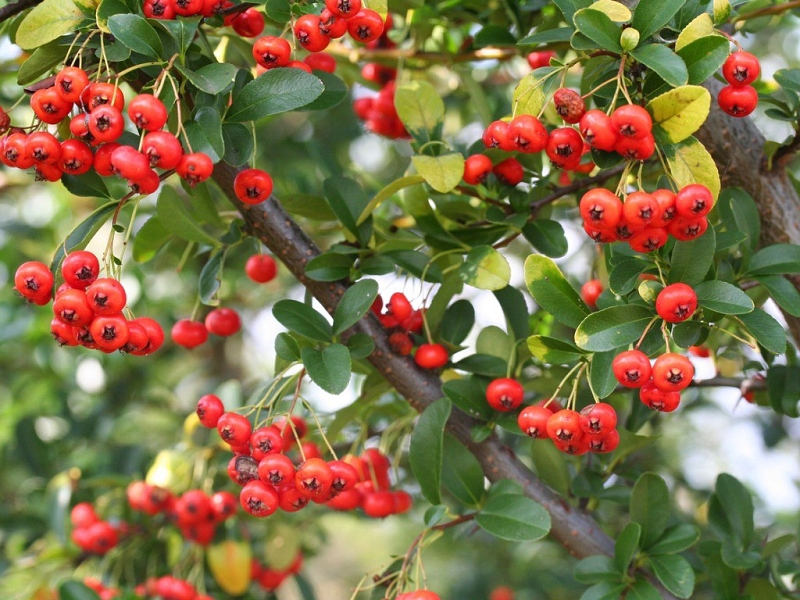 Talajtakaró növények: Pyracantha