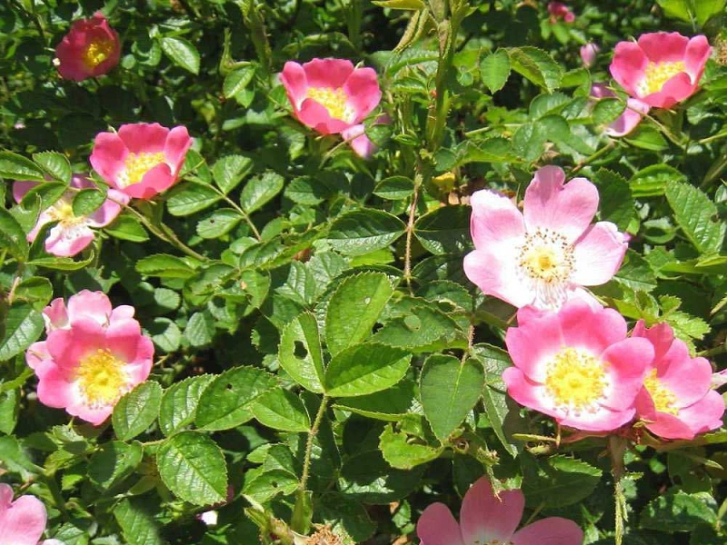 Talajtakaró növények: Rosa canina