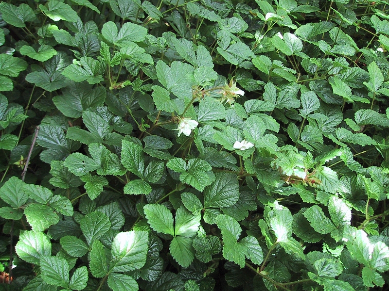 Talajtakaró növények: Rubus