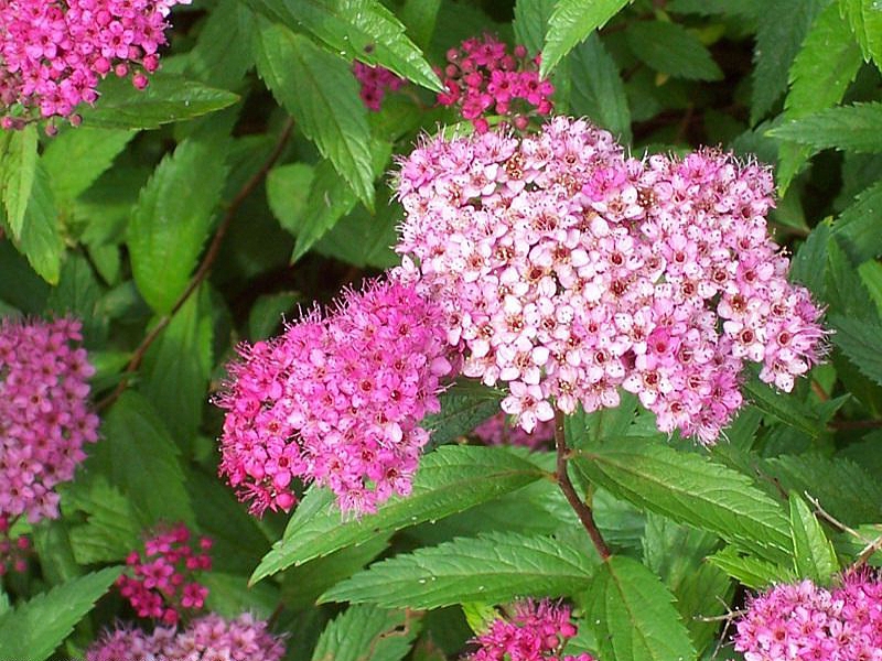 Talajtakaró növények: Spiraea