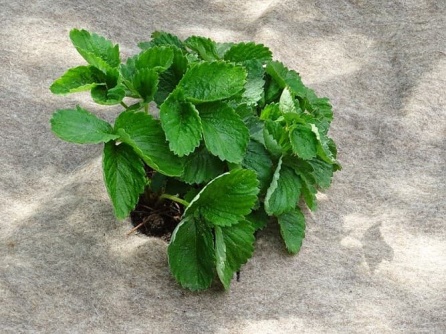 Greentex Mulchfleece EKO W 250g