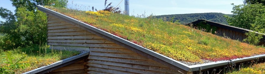 Extenziv zöldtetők a garázson