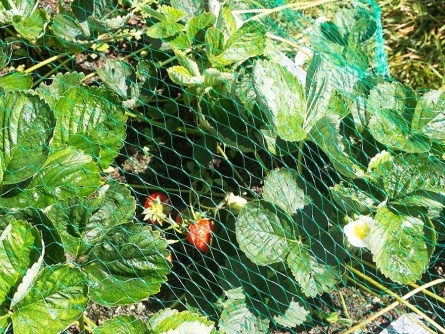 Birdnet (7 g/m², szem 17×17 mm)