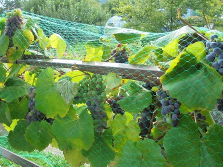 Birdnet (7 g/m², szem 17×17 mm)