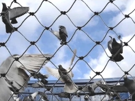 Birdnet K (60 g/m², 30x30 mm-es)