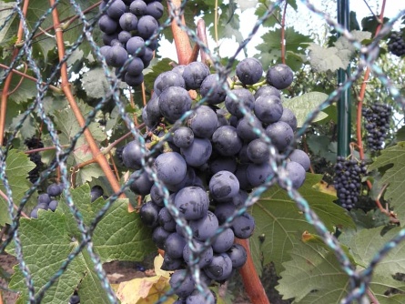 Birdnet R (25 g/m², szem 20×20 mm)