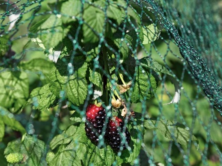 Birdnet R (25 g/m², szem 20×20 mm)