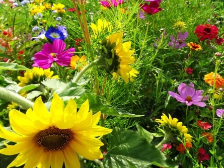 easygreen Power Flower