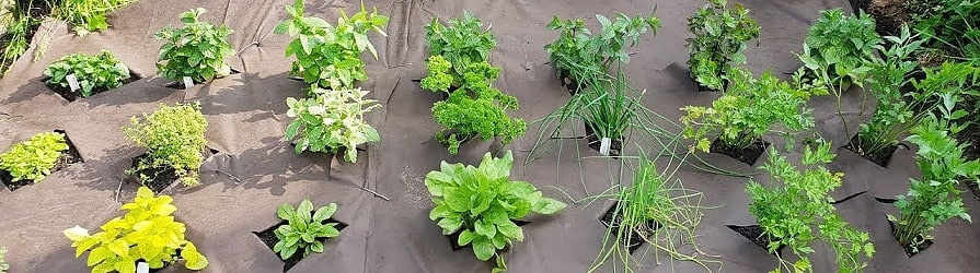 Nem szőtt szövetek  ültetett növények alatt